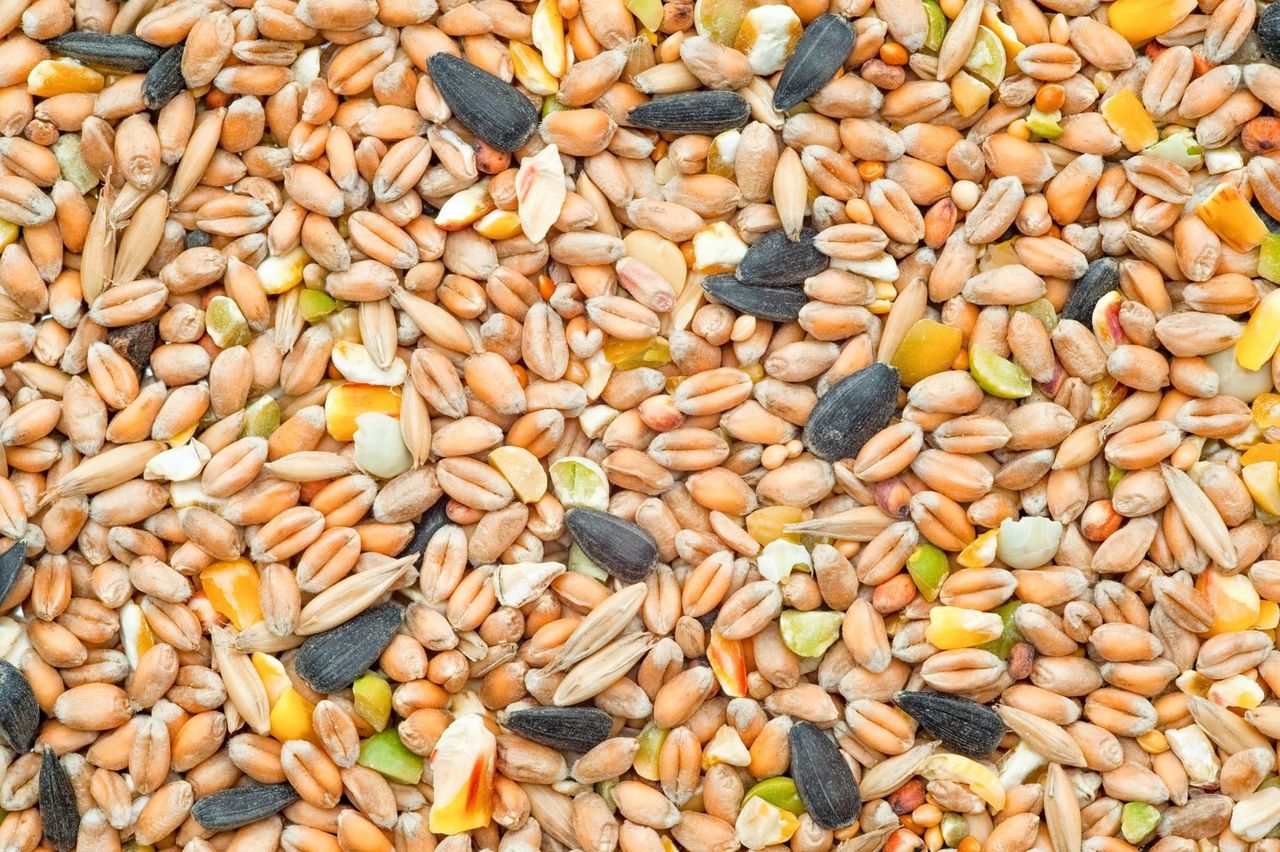 Granos y semillas de distintas especies