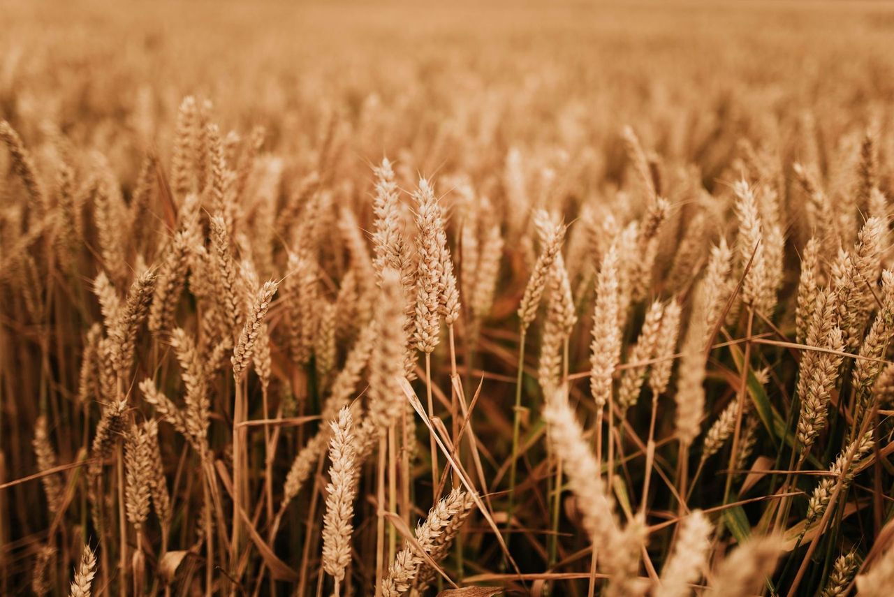 Espigas de cereal en el campo